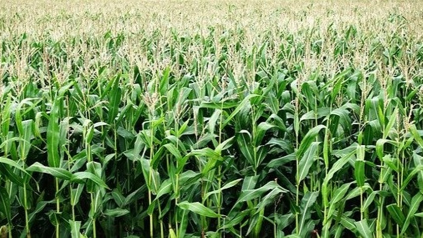 MT: semeadura do milho chega ao fim com avanço 