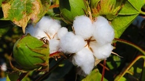Recuperação nas cotações do algodão em pluma 