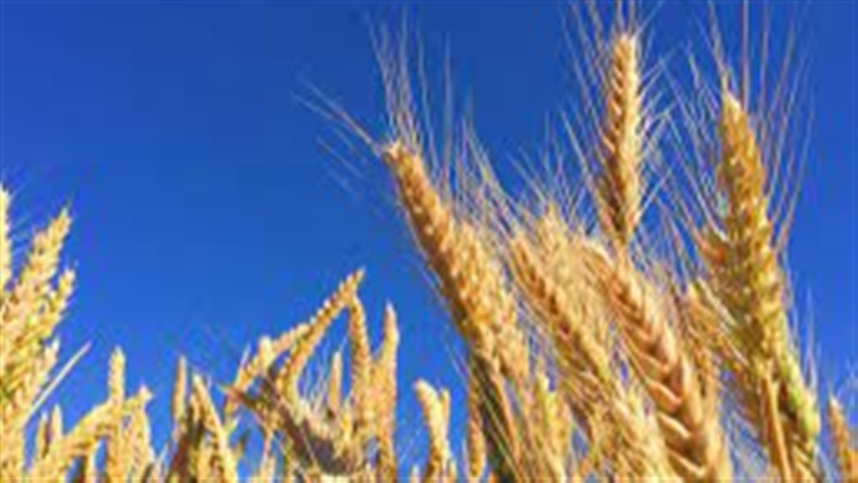 Estresse, doenças e impactos virais do trigo dos EUA