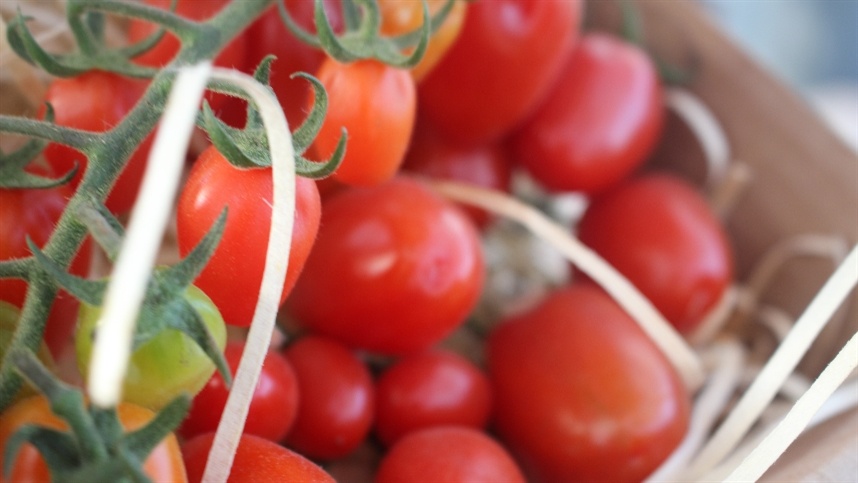 Boa safra de tomate impulsiona agricultores na região de Caxias do Sul
