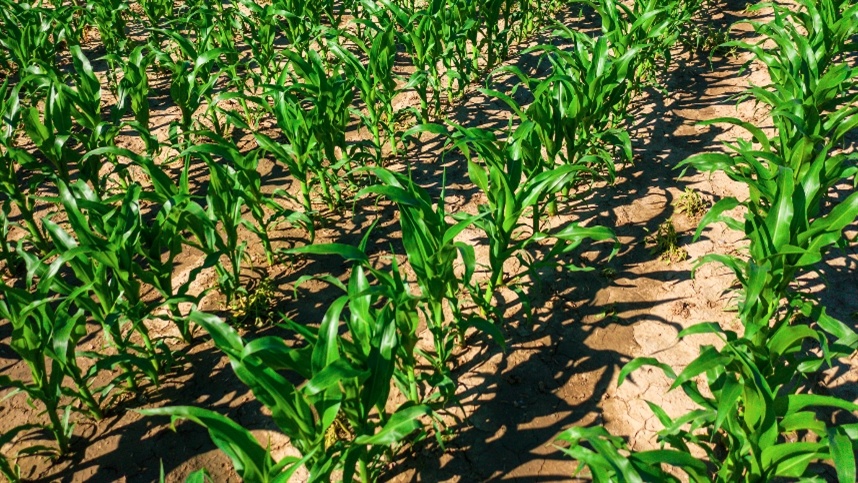 Clima adverso afeta produção de milho no Brasil