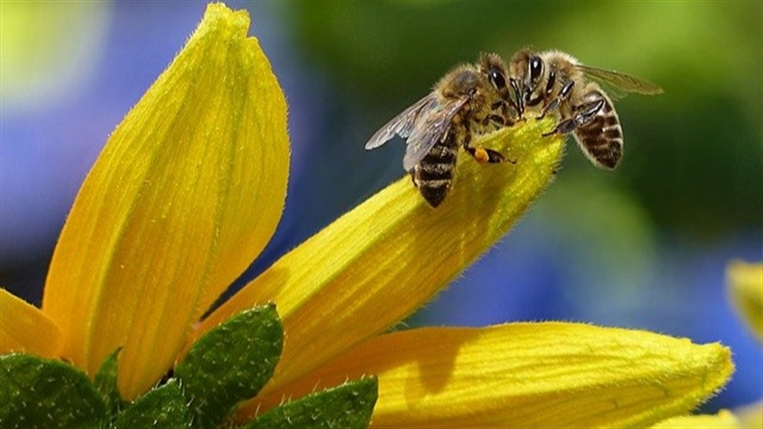 Chuvas regulares trazem alívio para apicultores na região Sul
