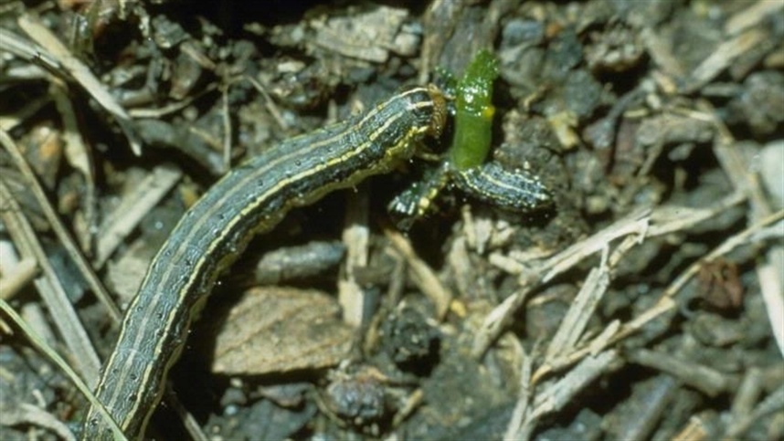 Lagarta-do-cartucho no milho exige manejo integrado para reduzir custos e evitar perdas