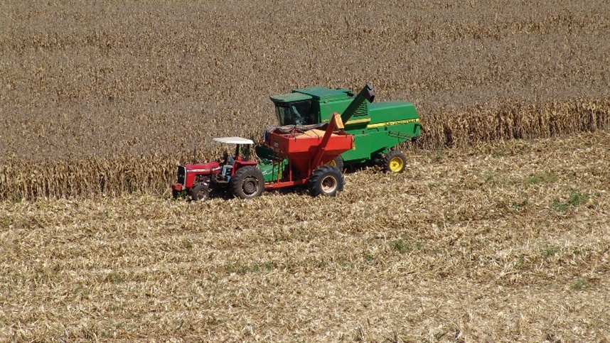 IGC reduz previsão de produção de milho