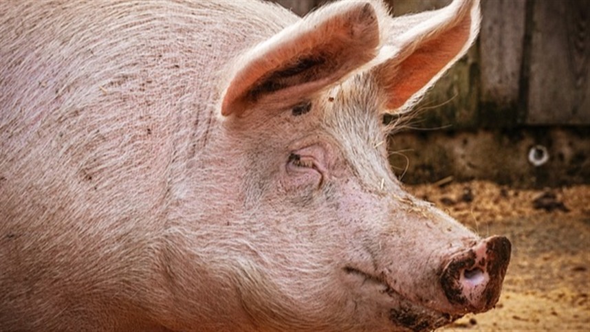 Produção de carne suína cai 1% no 1º trimestre
