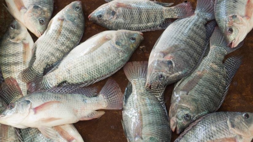 Comercialização de peixes aumenta para a Semana Santa