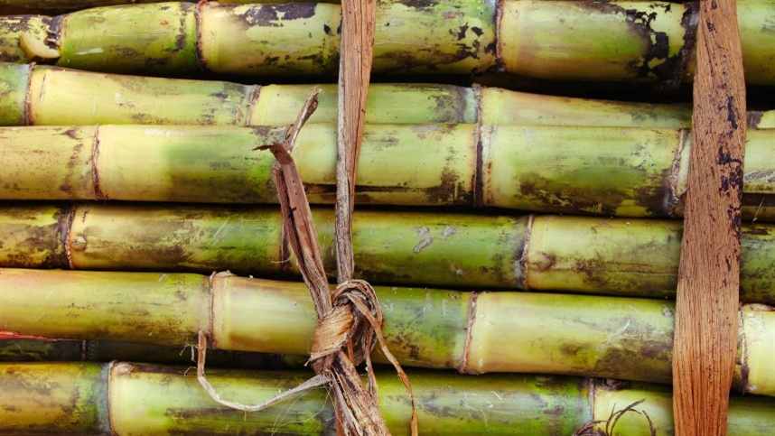 Variedades de cana-de-açúcar são expostas na Agrishow 2024