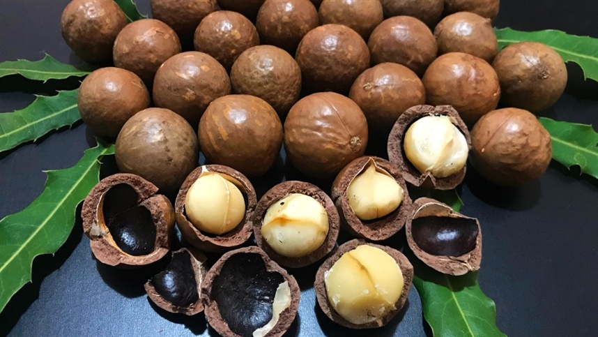 Bactérias encontradas na macadâmia podem gerar bioinsumos contra doenças da cultura