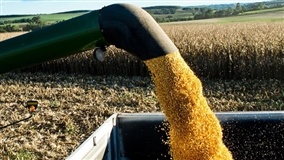 PR: safra de milho deve chegar a 3,8 milhões de toneladas