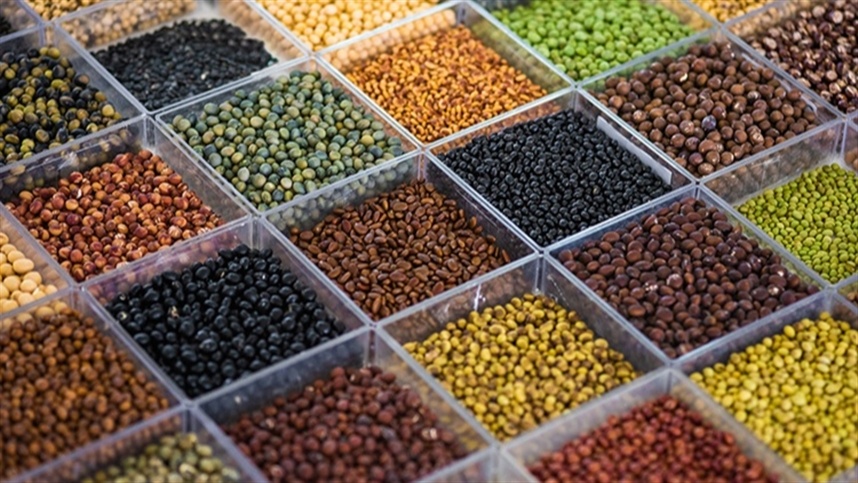  Sojas “diferentes do padrão