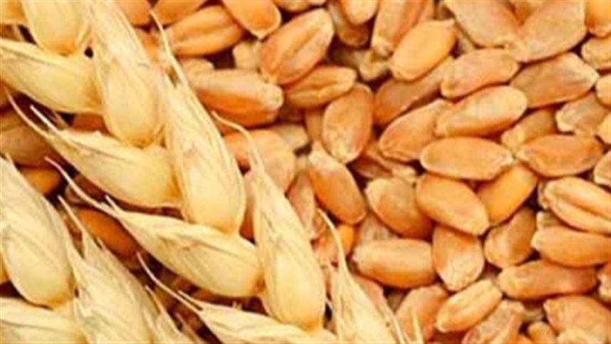China aprova trigo geneticamente modificado
