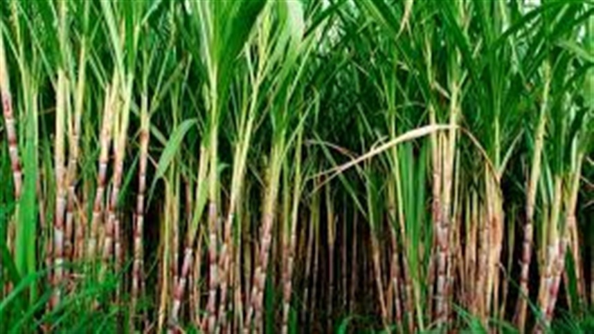 Produção de cana-de-açúcar na safra 2023/24 chega a 713,2 milhões de toneladas