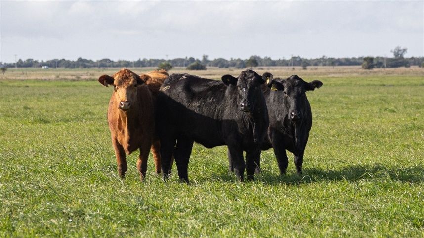 Carne Angus apresenta desossa na Coopavel e fomenta criação no Paraná