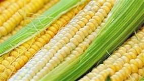 EUA: condições do milho um pouco piores do que o normal
