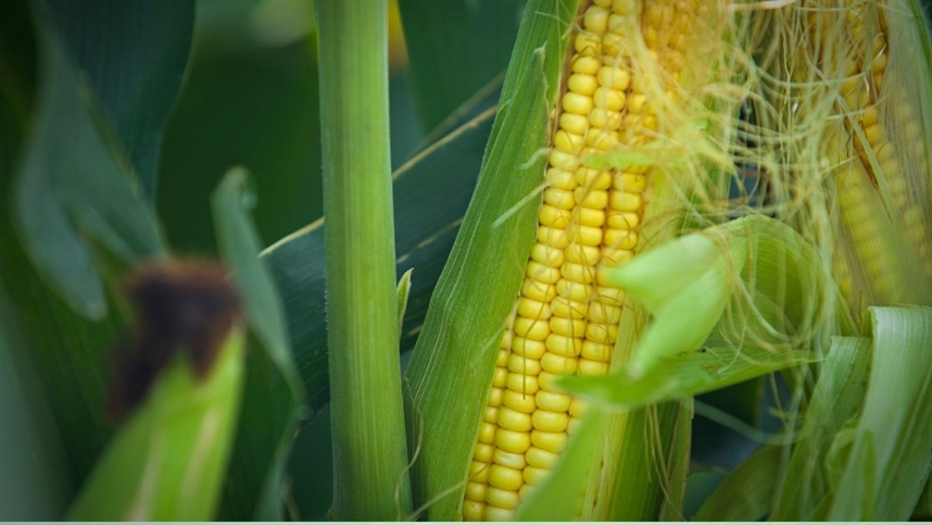 Chuvas prejudicam colheita e ensilagem de milho no RS