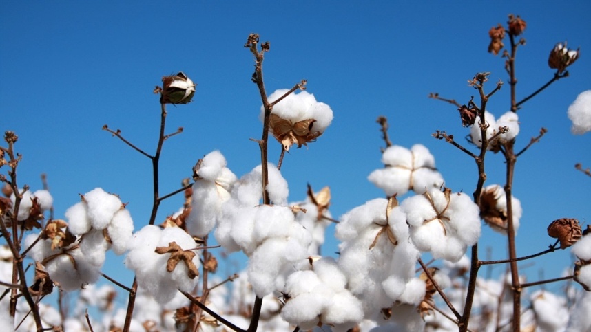 Mercado de algodão em pluma enfrenta queda