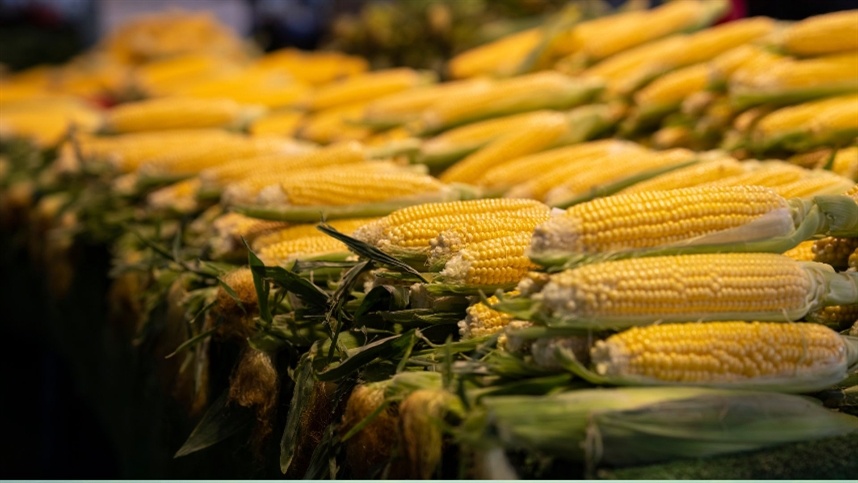 PR: início da colheita da segunda safra de milho aponta para volume recorde