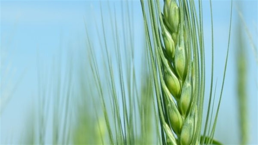 Tendência de alta nos contratos de trigo