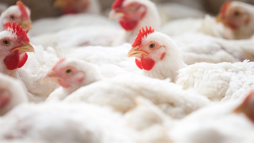 Enchentes podem impactar produção de frangos de corte no RS, adverte Juarez Morbini