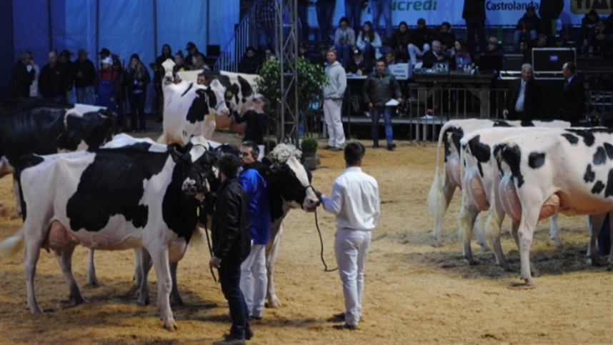 Agroleite 2026 amplia debate sobre eficiência e saúde animal