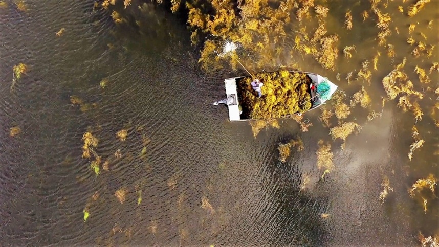 Algas marinhas ganham espaço na agricultura