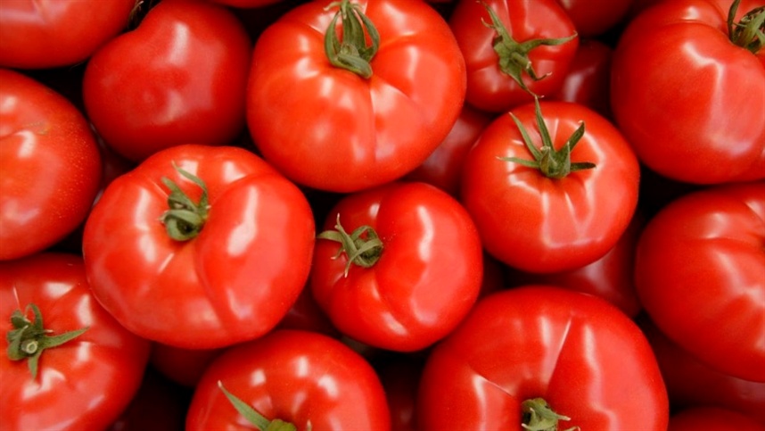 Safra de tomate industrial 2024 retrocede