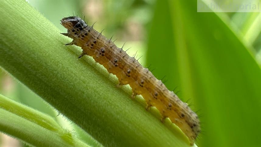 Lagartas desafiam produtividade em milho, soja e trigo e reforçam importância do manejo integrado nas lavouras brasileiras