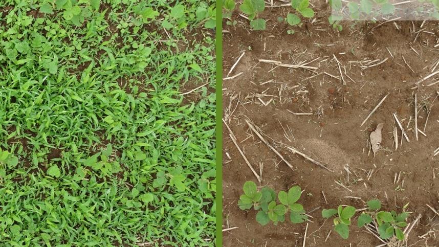 Agroallianz lança Predecessor®, herbicida inovador para controle de plantas daninhas
