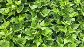 Como a soja encerrou a semana?