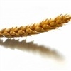 Mercado internacional de trigo e impacto no Brasil