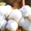 Oscilações nos preços do algodão em pluma em novembro