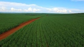 Tecnologia e precisão elevam produtividade no campo