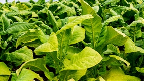 COP 11 - Convenção-Quadro e concorrência global