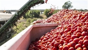 Preço do tomate sobe após período de baixas