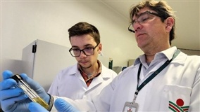 Bactérias do solo promovem crescimento de forrageiras