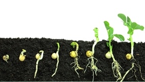 Sementes: qualidade e procedência são decisivas na lavoura?