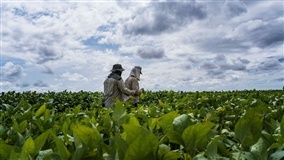 Brasil ganha novo aliado no combate a nematoides