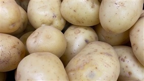 Semente certa garante lavoura mais forte e produtiva