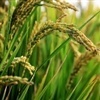  Semeadura do arroz avança e chega a 82,41% da área plantada