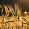Trigo canadense e safras de canola se recuperam
