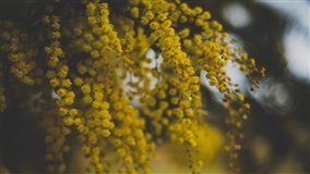 90% da acácia-negra é usada na geração de energia