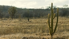 Caatinga se destaca na captura de carbono