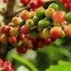 Clima segue ameaçando produção de café no Brasil