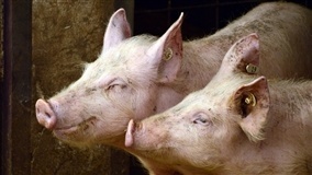 Bem-estar animal ganha espaço na suinocultura nacional