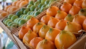 Colheita de citros avança com preços estáveis