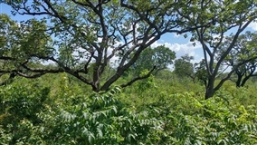 Novo sistema regulamenta a recuperação da vegetação nativa