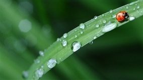 Brasil aposta nos bioinsumos para fortalecer liderança