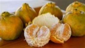 Ponkan de Cerro Azul recebe Indicação Geográfica