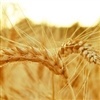 Menos de 5% para o final da safra de trigo