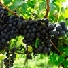Sensor monitora o teor de ácido tânico em vinhos tintos
